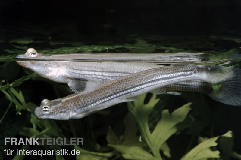 Vieraugen, Anableps anableps Vieraugen, Anableps Anableps -Zoofachgeschäft 80179 Vieraugen Anableps anableps