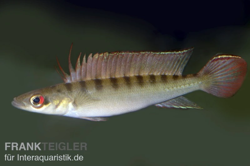 Regans Zwerghechtbuntbarsch, Crenicichla regani, DNZ Regans Zwerghechtbuntbarsch, Crenicichla Regani, DNZ -Zoofachgeschäft 80188 Regans Zwerghechtbuntbarsch Crenicichla regani