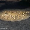 Pfauenaugen-Stechrochen, Potamotrygon Motoro R001 -Zoofachgeschäft 80191 Pfauenaugen Stechrochen Potamotrygon motoro R001
