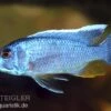 Azurcichlide, Sciaenochromis Ahli "Eisberg", DNZ