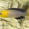 Blauer Heringscichlide, Cyprichromis Leptosoma "Tricolor", DNZ -Zoofachgeschäft 80200 Blauer Heringscichlide Cyprichromis leptosoma