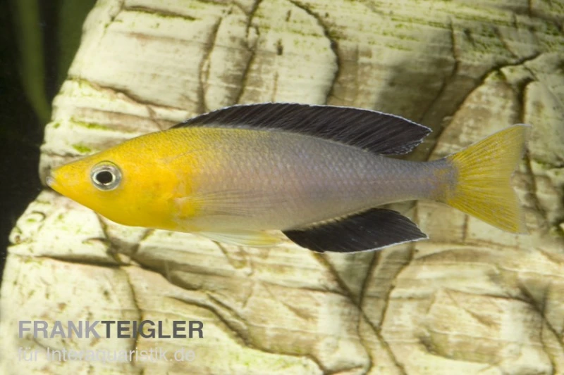 Blauer Heringscichlide, Cyprichromis leptosoma "Tricolor", DNZ Blauer Heringscichlide, Cyprichromis Leptosoma "Tricolor", DNZ -Zoofachgeschäft 80200 Blauer Heringscichlide Cyprichromis leptosoma