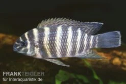 Joka-Tilapie, Tilapia Joka