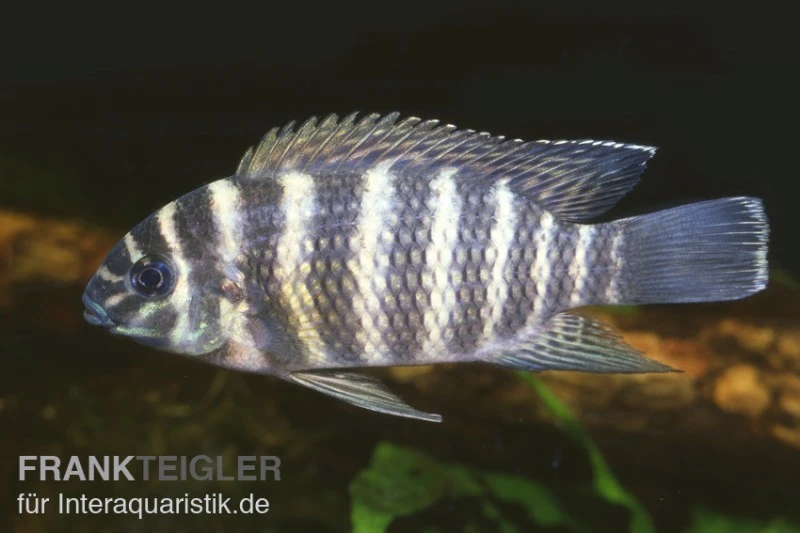 Joka-Tilapie, Tilapia joka Joka-Tilapie, Tilapia Joka -Zoofachgeschäft 80206 Joka Tilapie Tilapia joka