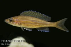 Neon-Kärpflingscichlide, Paracyprichromis Nigripinnis "Blue Neon", DNZ -Zoofachgeschäft 80207 Neon Kaerpflingscichlide Paracyprichromis nigripi