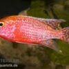 Aulonocara Spec. Firefish, DNZ -Zoofachgeschäft 80259 Aulonocara spec Firefish