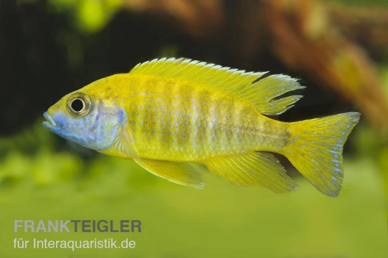 Aulonocara nyassae "Yellow" Aulonocara Nyassae "Yellow" -Zoofachgeschäft 80261 Aulonocara nyassae Yellow Nachzucht 7 9 cm