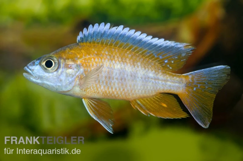 Aulonocara jacobfreibergi "Eureka" Aulonocara Jacobfreibergi "Eureka" -Zoofachgeschäft 80263 Aulonocara jacobfreibergi Eureka Red Nachzucht 7 9