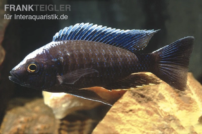 Blauer Orchideen-Aulonocara, Aulonocara kandeensis Blauer Orchideen-Aulonocara, Aulonocara Kandeensis -Zoofachgeschäft 80265 Blauer Orchideen Aulonocara Aulonocara kandeensis