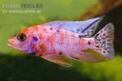 Aulonocara Spec. Mamelad Cat OB, DNZ -Zoofachgeschäft 80266 Aulonocara nyassae Five Color Nachzucht 7 9 cm