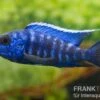 Aulonocara Nyassae "Blue" -Zoofachgeschäft 80270 Aulonocara nyassae Blue Nachzucht 7 9 cm
