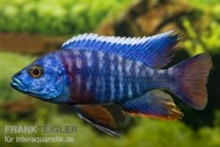 Aulonocara Hansbaenschi "Red Flush"