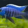 Azur-Cichlide, Copadichromis Azureus Likoma, DNZ -Zoofachgeschäft 80278 Azur Cichlide Copadichromis azureus Nachzucht 3 5