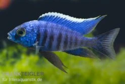 Azur-Cichlide, Copadichromis Azureus Likoma, DNZ
