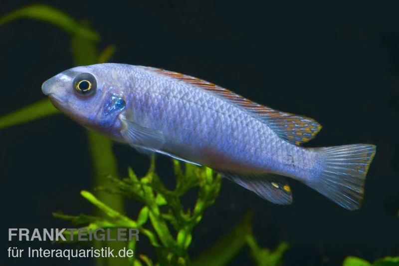 Schabemaul-Buntbarsch, Labeotropheus trewavasae "Blue" Schabemaul-Buntbarsch, Labeotropheus Trewavasae "Blue" -Zoofachgeschäft 80286 Schabemaul Bunbarsch Labeotropheus trewavasae Blue