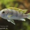 Perlmutt-Labidochromis, Labidochromis Spec. Perlmutt, DNZ -Zoofachgeschäft 80290 Perlmutt Labidochromis Labidochromis Perlmutt