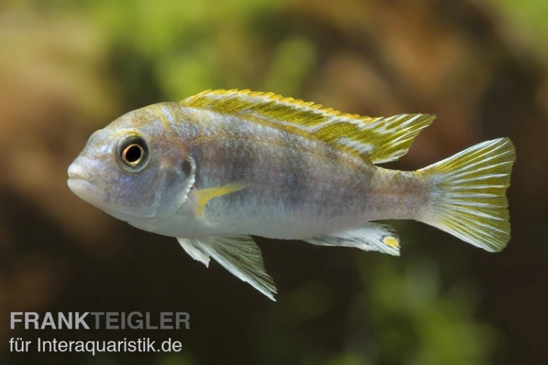 Perlmutt-Labidochromis, Labidochromis spec. Perlmutt, DNZ Perlmutt-Labidochromis, Labidochromis Spec. Perlmutt, DNZ -Zoofachgeschäft 80290 Perlmutt Labidochromis Labidochromis Perlmutt
