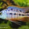 Protomelas Taeniolatus Boadzulu "Red Empress", DNZ -Zoofachgeschäft 80297 Gestreifter Malawibuntbarsch Protomelas taeniolatu