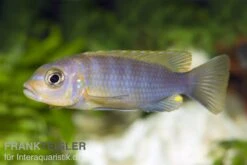 Aurora-Felsenbuntbarsch, Pseudotropheus Aurora, DNZ -Zoofachgeschäft 80303 Maylandia Pseudotropheus aurora FSWFT0635