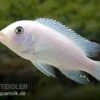 Weißer Zebrabuntbarsch, Metriaclima Zebra "Snow White" -Zoofachgeschäft 80308 Weisser Zebrabuntbarsch Metriaclima zebra Snow Whi