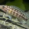 Schachbrett-Schlankcichlide, Julidochromis Marlieri, DNZ 2 Schachbrett-Schlankcichlide, Julidochromis Marlieri, DNZ -Zoofachgeschäft 80311 Schachbrett Schlankcichlide Julidochromis marlieri