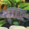 Perllinien-Tanganjikabuntbarsch, Neolamprologus Tetracanthus -Zoofachgeschäft 80313 Perllinien Tanganjikabuntbarsch Neolamprologus