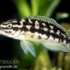 Schwarzweißer Schlankcichlide, Julidochromis Transcriptus 2 Schwarzweißer Schlankcichlide, Julidochromis Transcriptus -Zoofachgeschäft 80316 Schwarzweisser Schlankcichlide Julidochromis trans