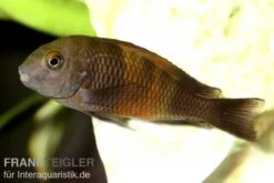 Orange-Breitband-Moorii, Tropheus Moorii "Bemba", DNZ