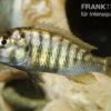Haplochromis Nyererei "Red Head", DNZ