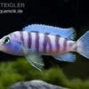 Blauer Zebrabuntbarsch, Pseudotropheus Zebra, DNZ -Zoofachgeschäft 80672 Zebrabuntbarsch Metriaclima zebra Chizumulu