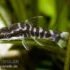 Zebra-Otocinclus, Otocinclus Cocama -Zoofachgeschäft 81042 Zebra Otocinclus Otocinclus cocama