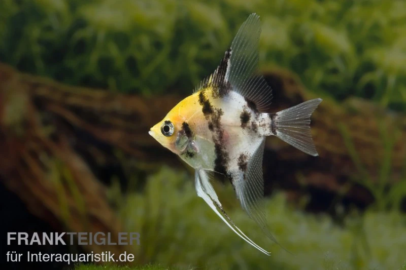 Koi-Skalar, Pterophyllum scalare Koi-Skalar, Pterophyllum Scalare -Zoofachgeschäft 81060 Koi Skalar Pterophyllum scalare