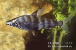 Brachsensalmler, Abramites Hypselonotus, 4-6 Cm -Zoofachgeschäft 81064 Abramites hypselonotus FSWFT1160