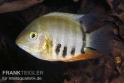 Rotkeil-Augenfleckbuntbarsch, Heros Efasciatus "Red Shoulder" -Zoofachgeschäft 81119 Rotkeil Augenfleckbuntbarsch Heros efasciatus