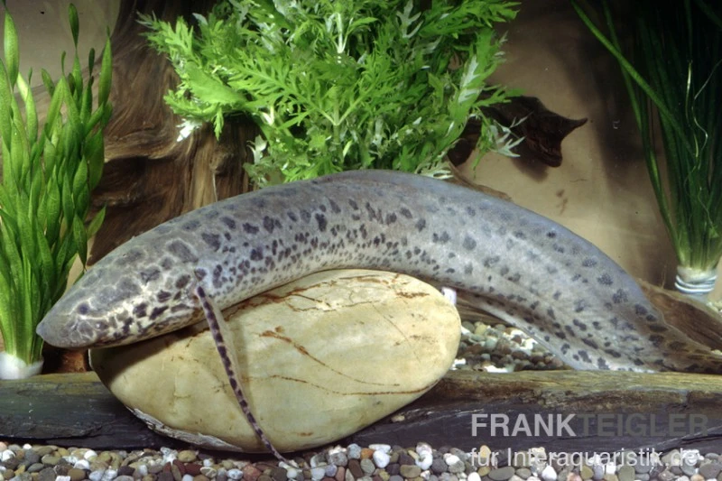 Westafrikanischer Lungenfisch, Protopterus annectens Westafrikanischer Lungenfisch, Protopterus Annectens -Zoofachgeschäft 81810 Westafrikanischer Lungenfisch Protopterus annecten