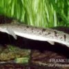 Zaire-Flösselhecht, Polypterus Delhezi -Zoofachgeschäft 81927 Zaire Floesselhecht Polypterus delhezi
