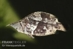 Blattfisch, Monocirrhus Polyacanthus -Zoofachgeschäft 81931 Blattfisch Monocirrhus polyacanthus