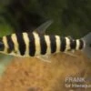 Grüner Leporinus, Leporinus Fasciatus 1 Grüner Leporinus, Leporinus Fasciatus -Zoofachgeschäft 81933 Gruener Leoprinus Leporinus fasciatus