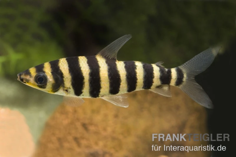 Grüner Leporinus, Leporinus fasciatus Grüner Leporinus, Leporinus Fasciatus -Zoofachgeschäft 81933 Gruener Leoprinus Leporinus fasciatus