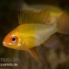 Schmetterlingsbuntbarsch Gold, Mikrogeophagus Ramirezi, DNZ -Zoofachgeschäft 81934 Schmetterlingsbuntbarsch gold Mikrogeophagus ramir
