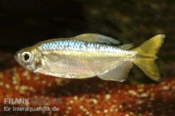 Gelber Kongosalmler, Hemigrammopetersius Caudalis