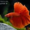 Halfmoon Kampffisch Rot, Männchen, Betta Splendens -Zoofachgeschäft 81955 Halfmoon Kampffisch rot Maennchen Betta splendens