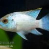Aequidens Pulcher Spec. Neonblue 2 Aequidens Pulcher Spec. Neonblue -Zoofachgeschäft 82647 Aequidens pulcher spec neonblue
