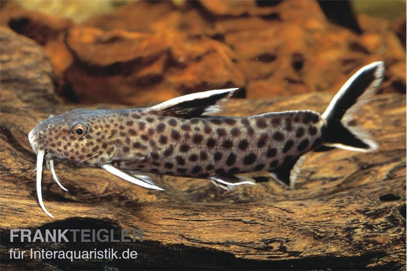 Kuckucks-Fiederbartwels, Synodontis petricola Kuckucks-Fiederbartwels, Synodontis Petricola -Zoofachgeschäft 82728 Synodontis petricola