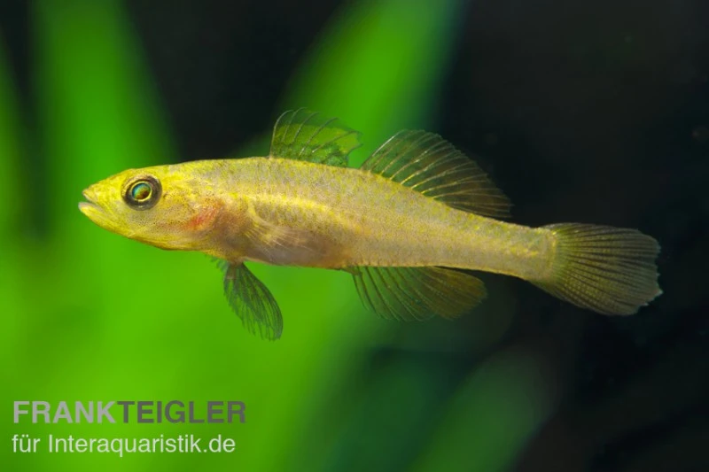 Zitronengrundel, Mugilogobius rexi (Minifisch) Zitronengrundel, Mugilogobius Rexi (Minifisch) -Zoofachgeschäft 82868 Zitronengrundel Mugilogobius rexi Minifisch