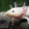 Axolotl Weißling, Ambystoma Mexicanum -Zoofachgeschäft 82875 Axolotl Weissling Ambystoma mexicanum