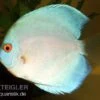 Diskusfisch ASIA-NZ, Symphysodon Discus Blue Diamond 1 Diskusfisch ASIA-NZ, Symphysodon Discus Blue Diamond -Zoofachgeschäft 82879 Diskusfisch Symphysodon discus Blue Diamond