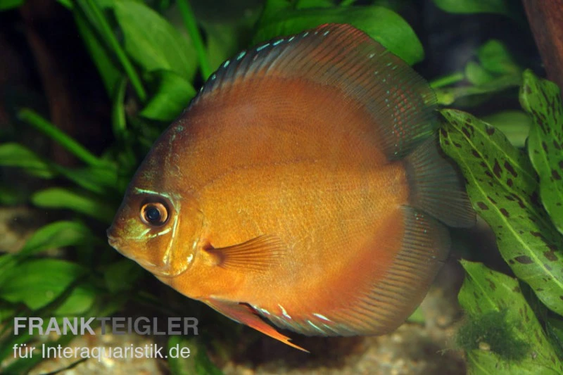 Diskusfisch ASIA-NZ, Symphysodon discus Brown (Classic brown, Red) Diskusfisch ASIA-NZ, Symphysodon Discus Brown (Classic Brown, Red) -Zoofachgeschäft 82881 Diskusfisch Symphysodon discus Classic Brown