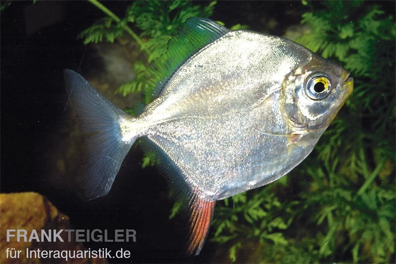 Haken-Scheibensalmler, Myleus rubripinnis Haken-Scheibensalmler, Myleus Rubripinnis -Zoofachgeschäft 82896 Haken Scheibensalmler Myleus rubripinnis