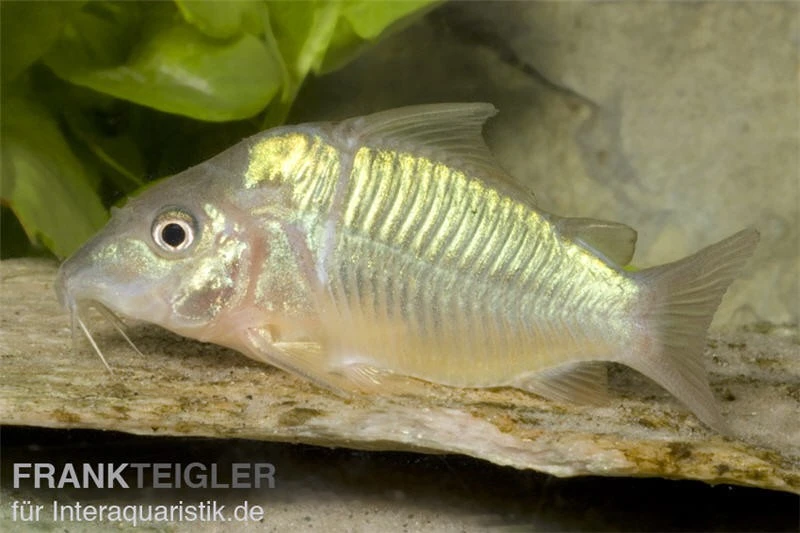 Smaragd-Panzerwels, Brochis splendens Smaragd-Panzerwels, Brochis Splendens -Zoofachgeschäft 82898 Smaragd Panzerwels Brochis splendens